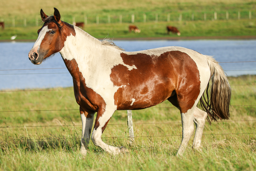Lote CATANDUVA JIJIJI