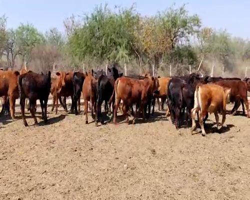 Lote 65 Terneros/as en Clodomira, Santiago del Estero