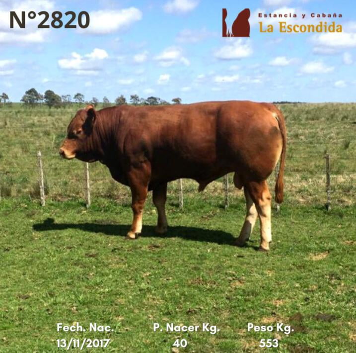 Lote Venta particular de Toros Limousin