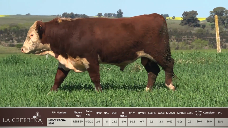 Lote MMCC FACHA 8797