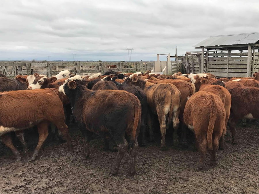 Lote 62 Novillitos en Mercedes, Corrientes