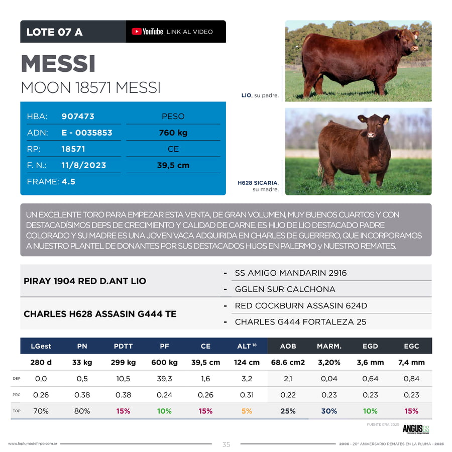 Lote RP 18571 - TOROS PP ELITE