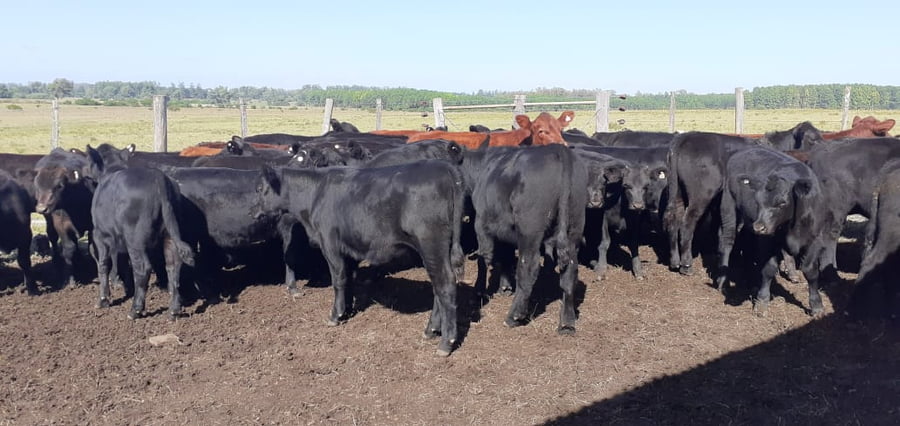 Lote SAENZ VALIENTE, BULLRICH Y Cia. S.A.