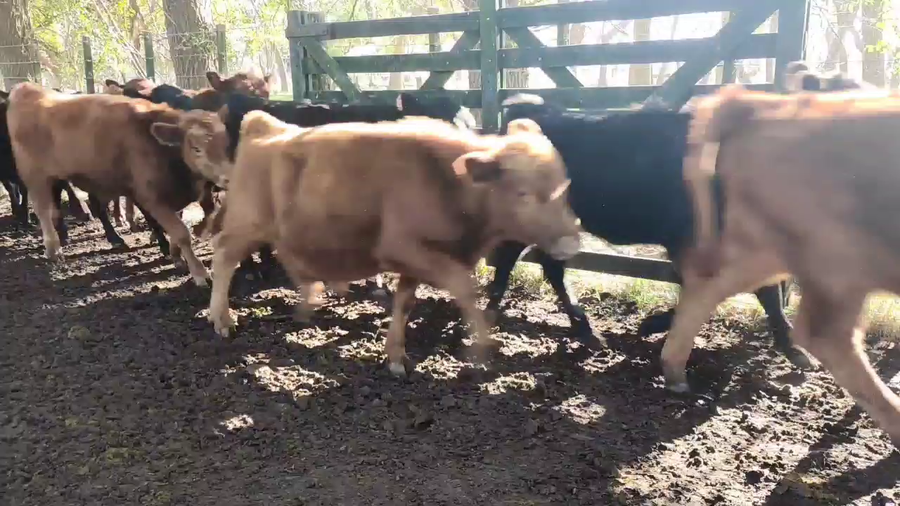 Lote 280 Terneros/as en Brandsen, Buenos Aires