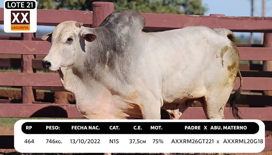Lote LOTE 21