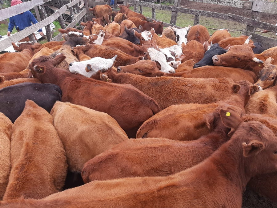 Lote 140 Terneros/as