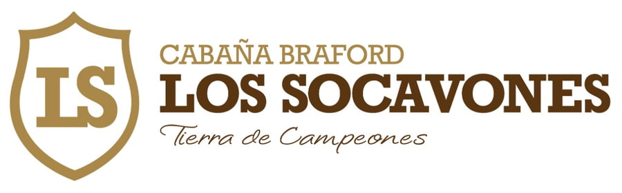 Lote VAQ BRAFORD PREÑADA GEN. INT.