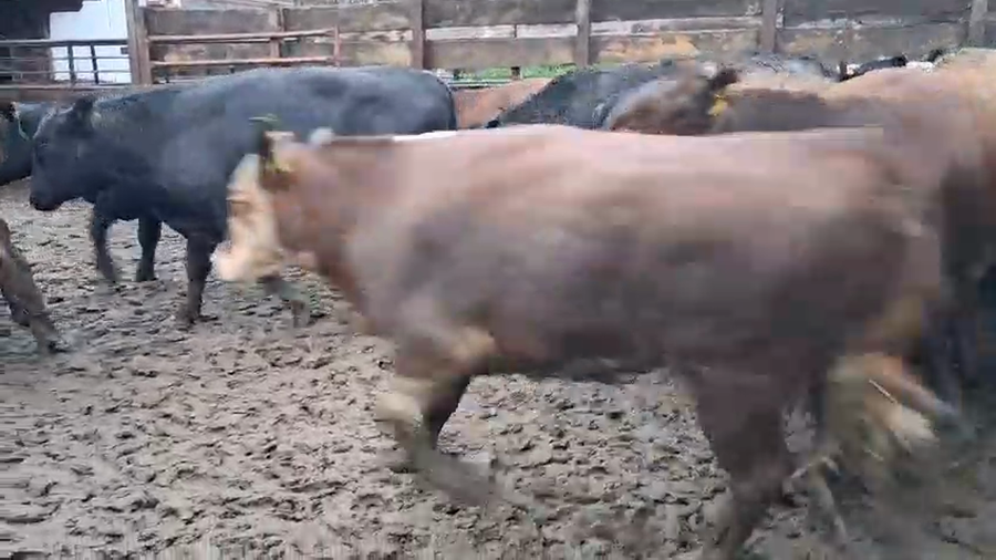 Lote 40 Novillo Gordo en Los Ángeles, VIII Región Biobío
