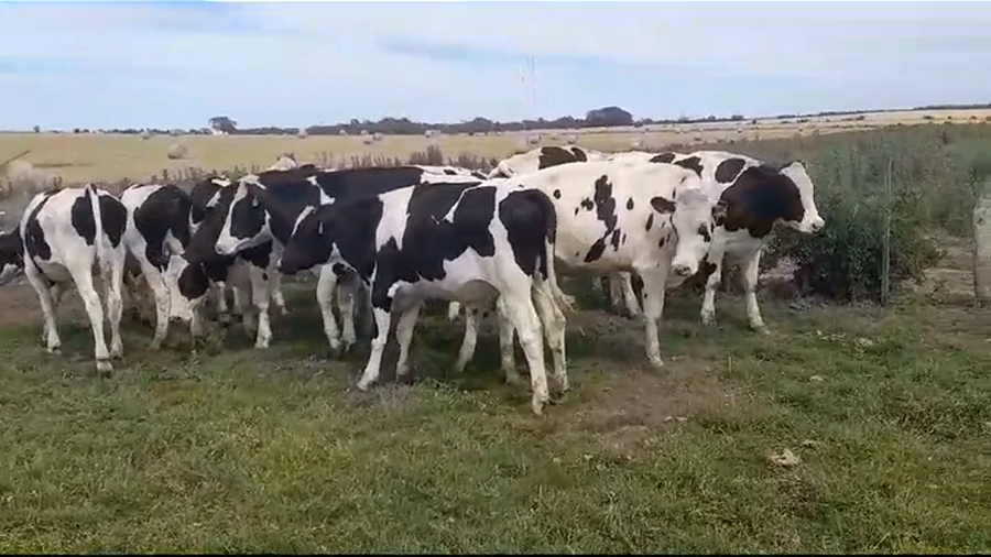 Lote (Vendido)12 Novillos Holando HOLANDO a remate en #39 Pantalla Carmelo 455kg -  en CONCHILLAS