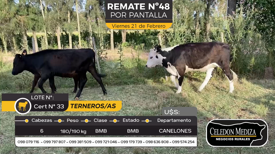 Lote 6 Terneros y Terneras en Otra Localidad, Canelones