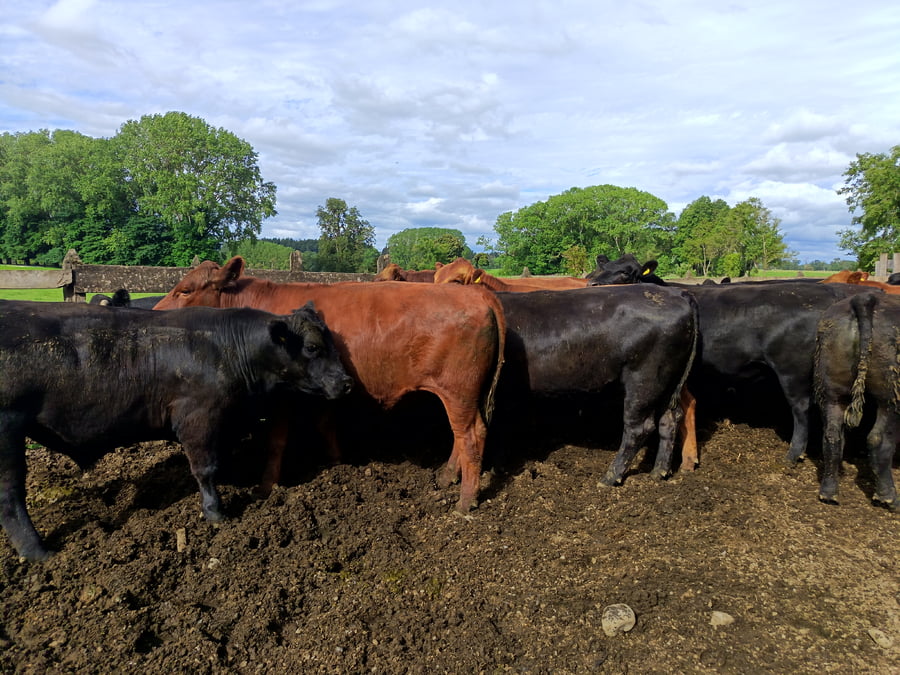 Lote 16 Novillo Gordo en Osorno, X Región Los Lagos