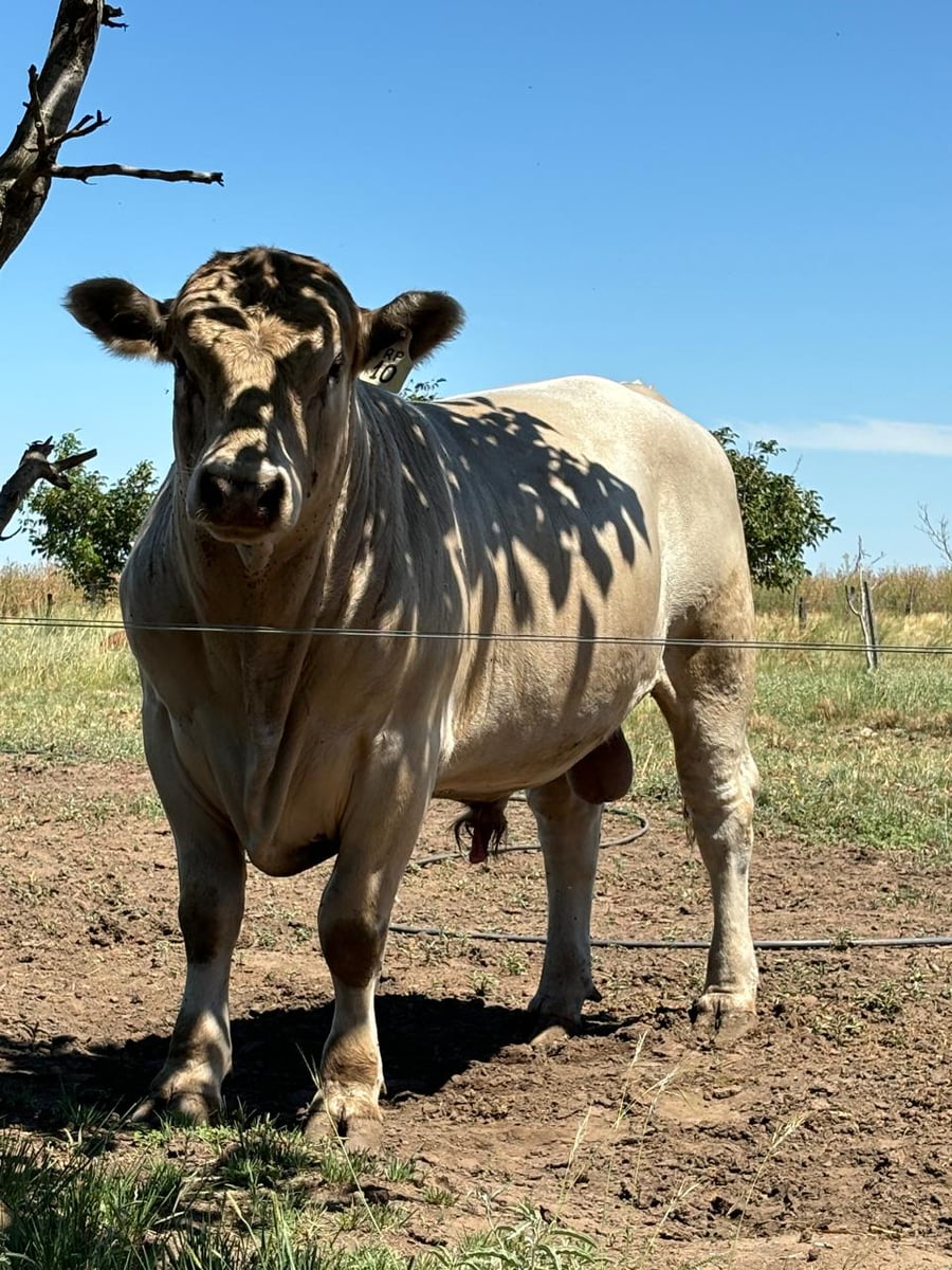 Lote Toro PP, raza Murray Grey "Cabaña La Trinidad"