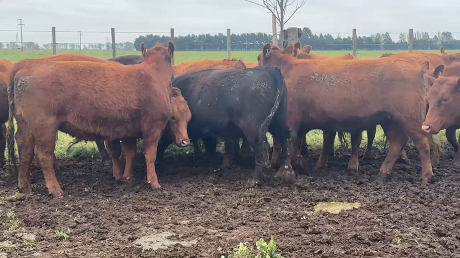 Lote 7  Vaquillonas P/entorar MAS