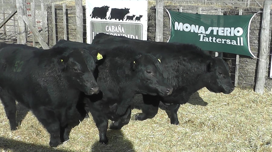 Lote 3 Toros a remate en Cabaña La Escondida de Zuberbühler, Buenos Aires