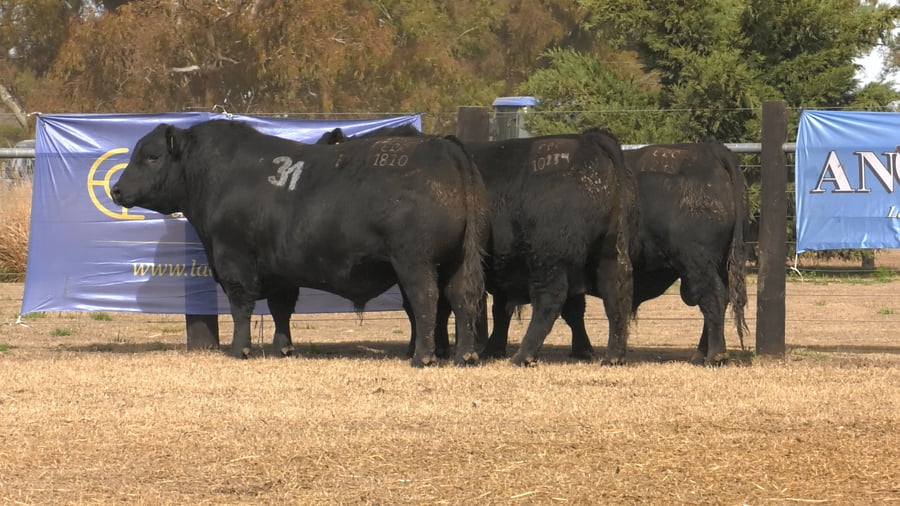 Lote TOROS ANGUS PUROS CONTROLADOS