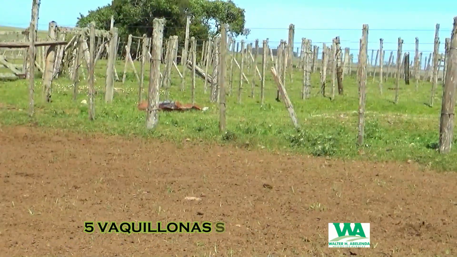 Lote 5 Vaquillonas  a remate en CABAÑA LA PODEROSA, Florida