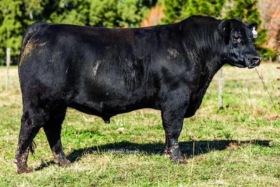 Lote TOROS PUROS DE PEDIGREE