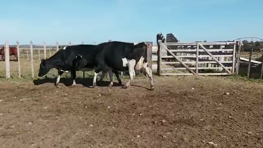 Lote 2 Vaca HOLANDO a remate en 4to remate ENTRE MARTILLOS, San José