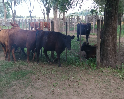 Lote 29 Vaquillonas en Gral. Lamadrid, Buenos Aires