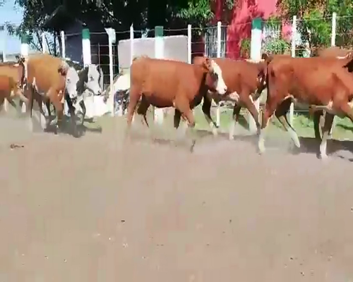 Lote 70 Terneros/as en Federal, Entre Ríos