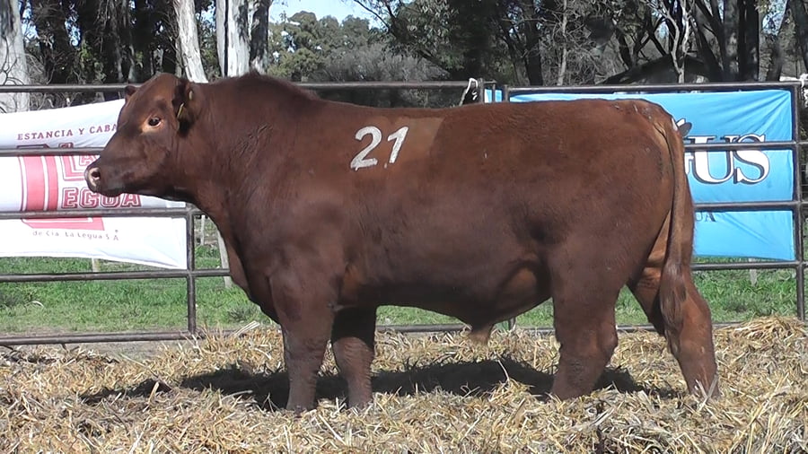 Lote ANGUS PURO CONTROLADO