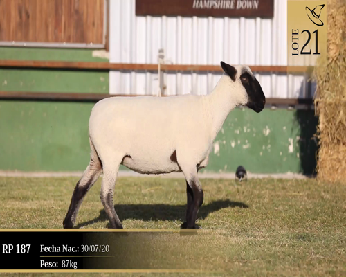 Lote Borregas a remate en Cabaña Las Brujas, San José