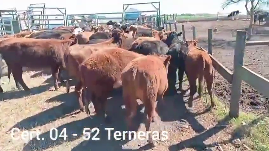 Lote TERNERAS