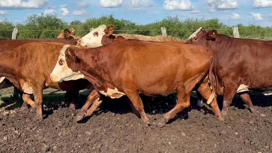 Lote 43 Vacas de invernar en Corrientes, Curuzu Cuatia