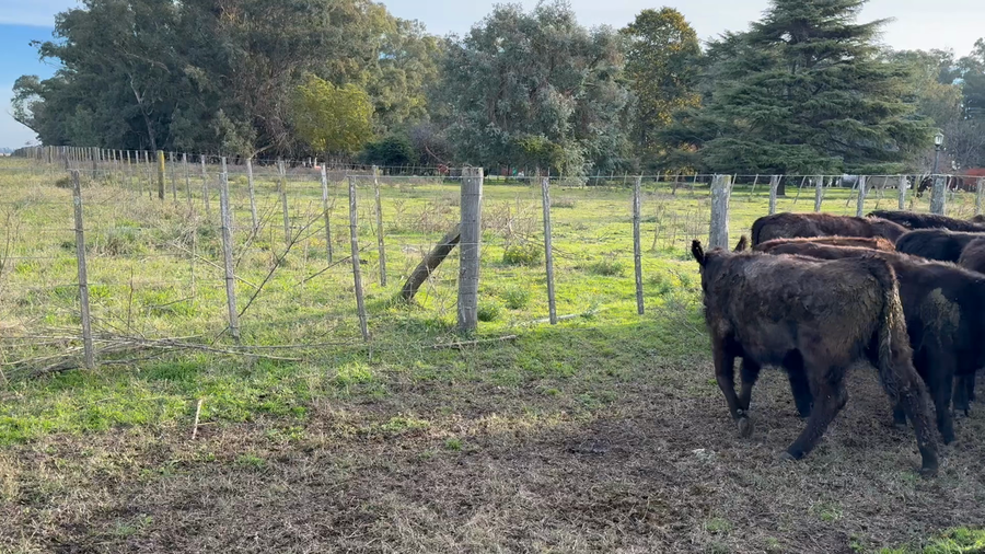 Lote 30 Terneras en Tres Arroyos