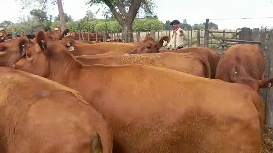 Lote "Corral 186 Vaq. Angus MAS y Generales Preñadas ""Genetica Breeding"""