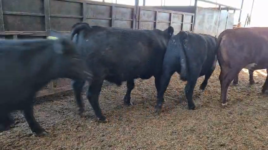 Lote 20 Novillo Gordo en Linares, VII  Región Maule