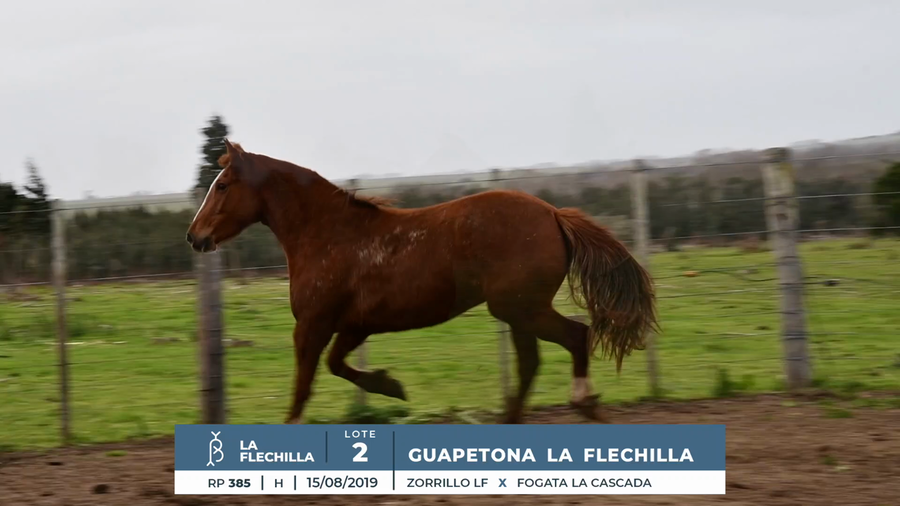 Lote GUAPETONA LA FLECHILLA