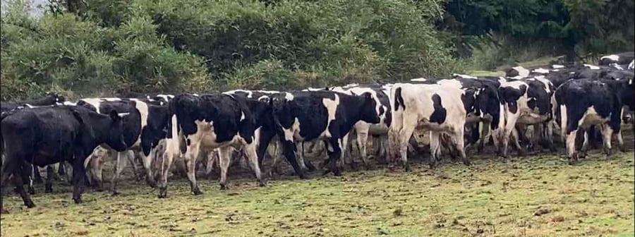 Lote 60 Novillo Engorda en Osorno, X Región Los Lagos