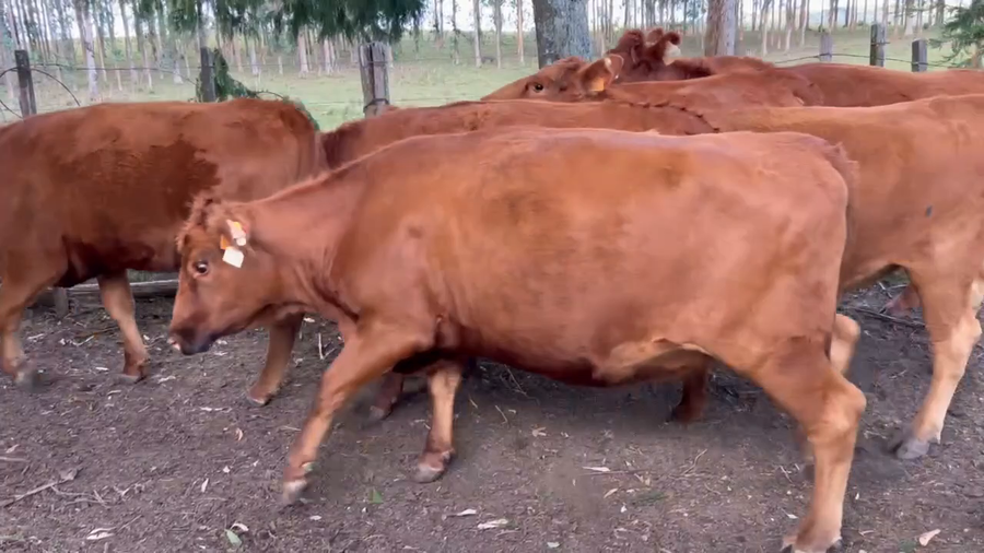 Lote 58 Vientres preñados en Rocha