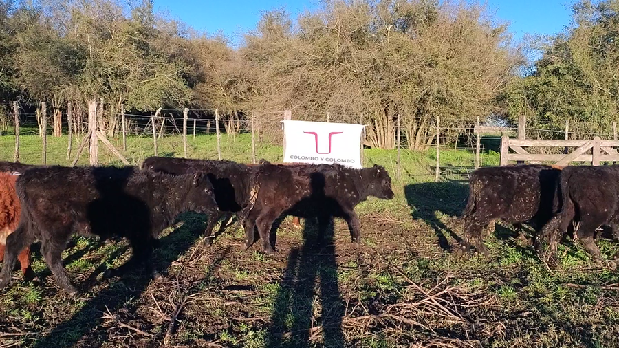 Lote 40 Terneros/as