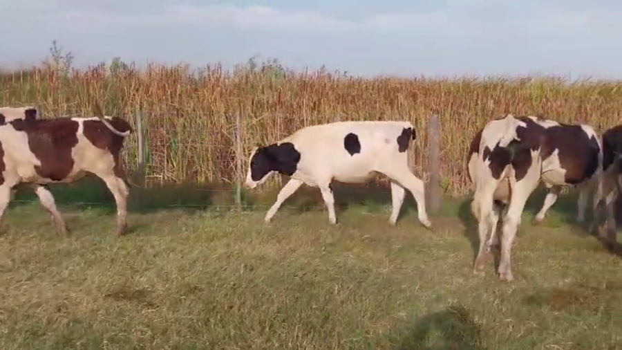 Lote 60 NOVILLOS HOLANDO, EN CNEL. GRANADA, BS. AS.