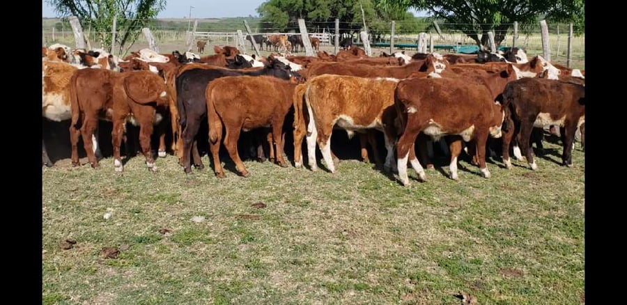 Lote 61 Terneros/as en Villaguay, Entre Ríos
