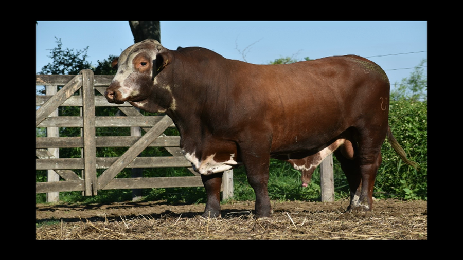 Lote TORO BRAFORD