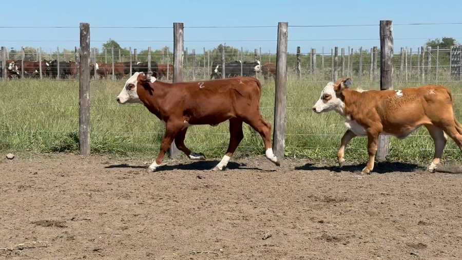 Lote 120 Terneras en Corrientes, Sauce