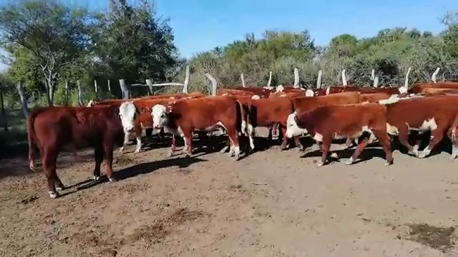 Lote 65 Terneros en Entre Ríos, Federal