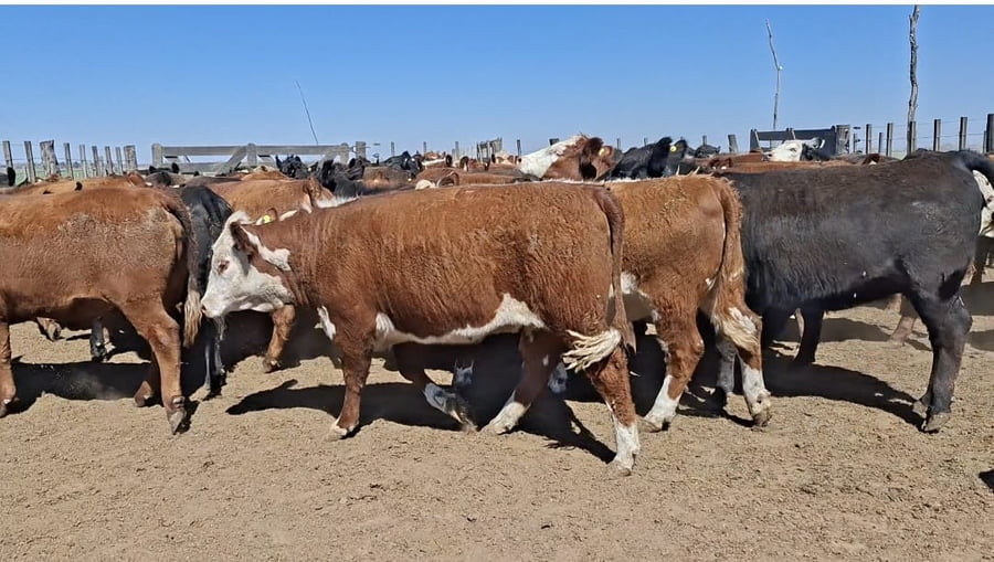 Lote 85 vaquillonas Faena
