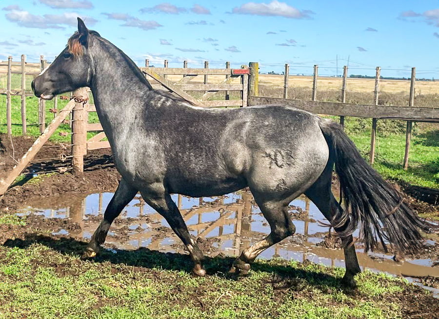 Lote Cuminao Fogonera