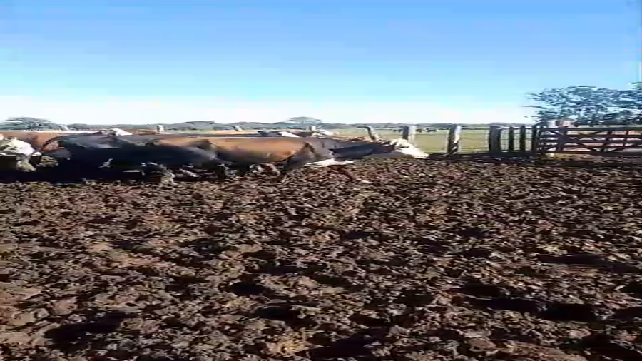 Lote 26 Vacas de invernar