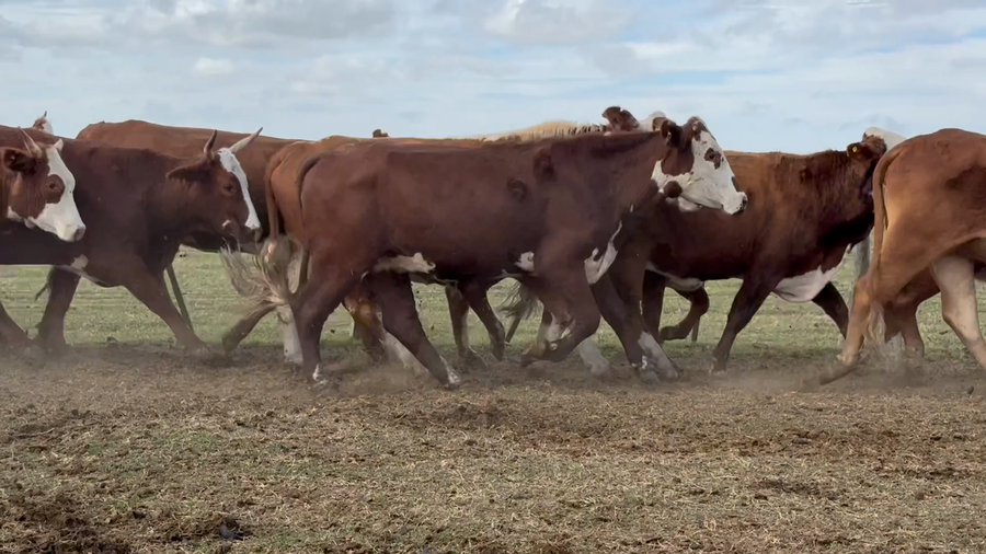 Lote 104 Vacas de invernar en Corrientes, Tapebicuá