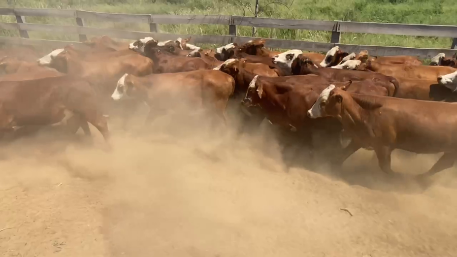 Lote 57 Novillitos en Juan José Castelli, Chaco