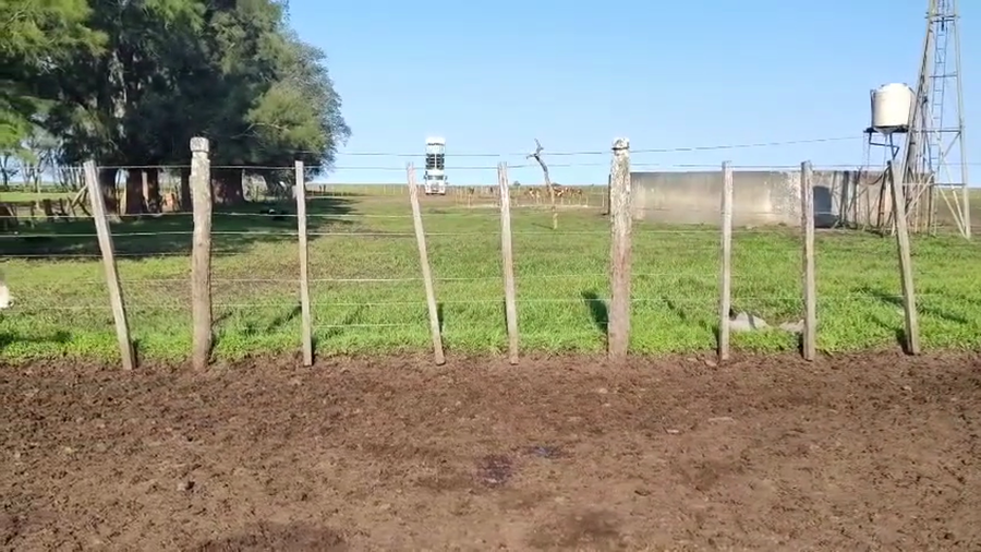 Lote 70 Terneros/as en Corrientes, Mercedes