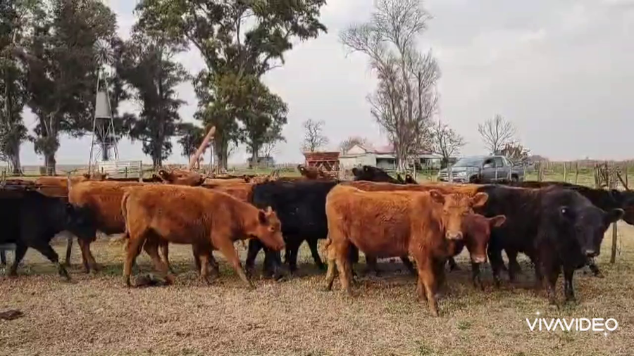 Lote 34 Vaquillonas C/ gtia de preñez en Tapalqué, Buenos Aires