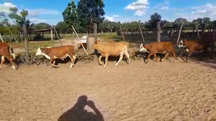 Lote 125 Terneros/as