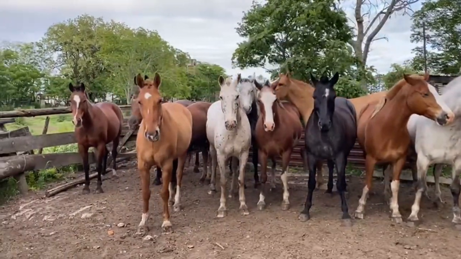 Lote Yeguarizos Machos