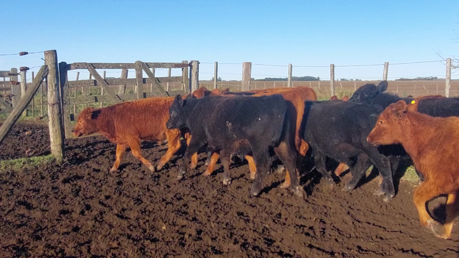 Lote 20 Terneros en Suipacha, Buenos Aires